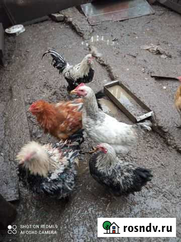 Петушки молодые Нефтегорск - изображение 1