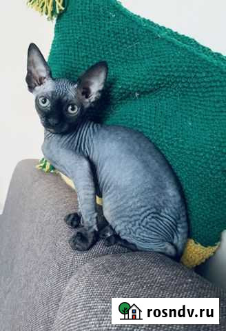Канадский сфинкс Новокуйбышевск - изображение 1