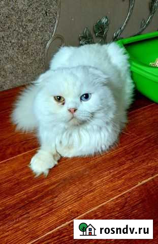 Шотландский (Ищет невесту) Псков - изображение 1