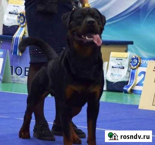 Кобель для вязки Смоленск - изображение 1