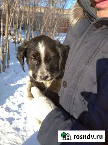 Собаки бесплатно в добрые руки щенки Балаково - изображение 1
