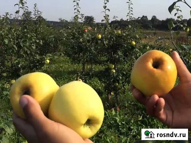 Саженцы Яблоко Антоновка Махачкала - изображение 1