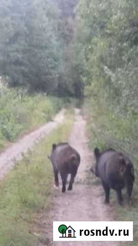 Поросята Почеп - изображение 1