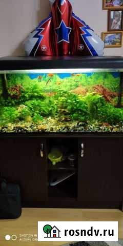 Аквариум с рыбками Шарья - изображение 1