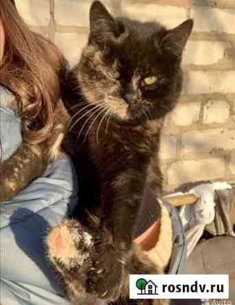 Кошечка хочет домой погибнет на улице Воронеж
