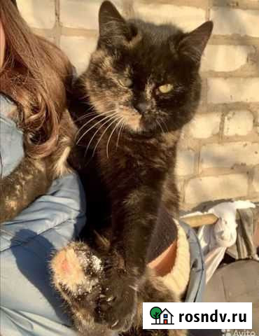 Кошечка хочет домой погибнет на улице Воронеж - изображение 1