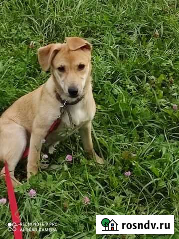 Щенулька в надежные руки Кемерово - изображение 1