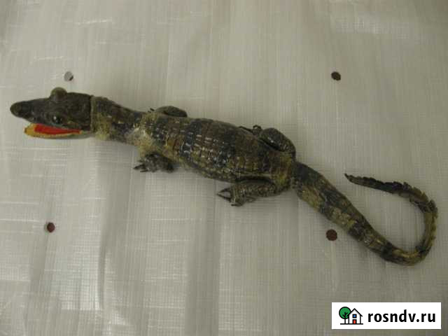 Крокодильчик (чучело) Ачинск - изображение 1