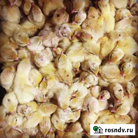 Перепела Ростов-на-Дону - изображение 1