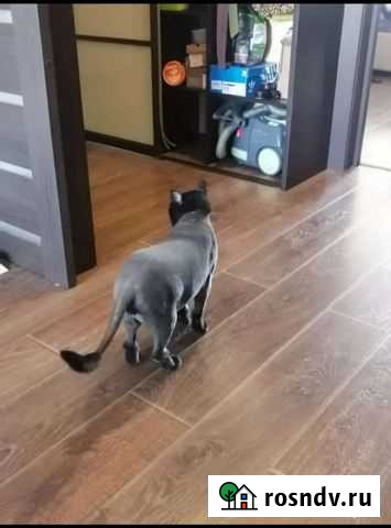 Стрижка собак и кошек Челябинск - изображение 1