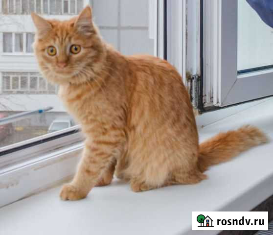 Кошка в дар Казань - изображение 1