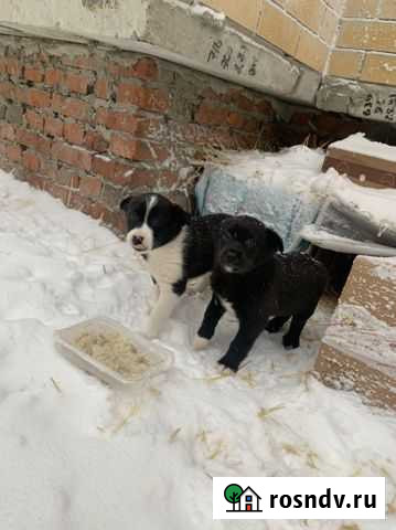 Щенки бесплатно Тамбов - изображение 1