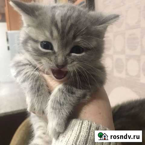 Отдам котенка Тамбов - изображение 1