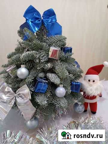 Новогодняя композиция из нобилиса Воронеж - изображение 1