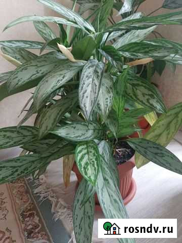 Аглоанема Махачкала - изображение 1