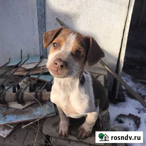 Щенок Кропоткин - изображение 1