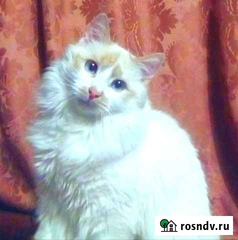 Пушистый котик Борисоглебск - изображение 1