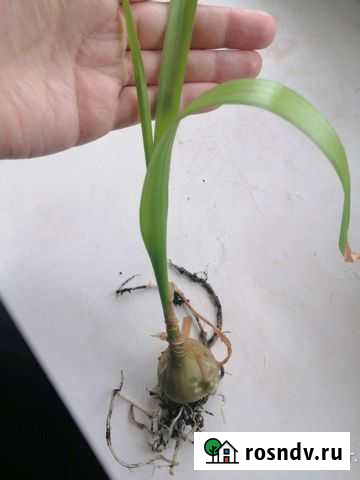 Китайский лук Тула - изображение 1