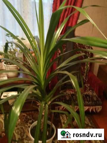 Цветок Урюпинск - изображение 1