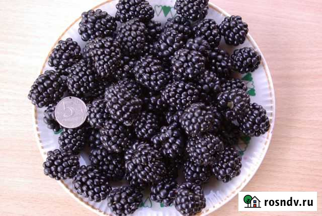 Ежевика торнфри саженцы Саратов - изображение 1