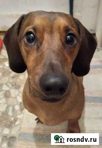 Кобель мини таксы Тверь - изображение 1