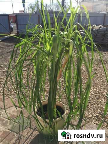 Продам цветы комнатные Биробиджан - изображение 1