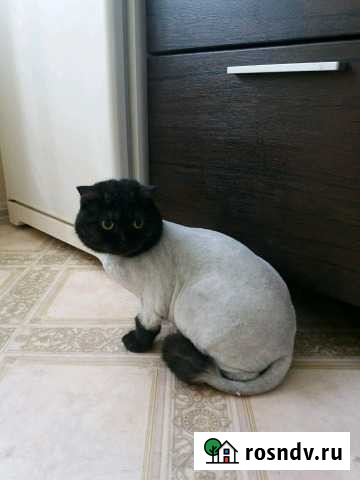 Стрижка собак и кошек Волгоград - изображение 1