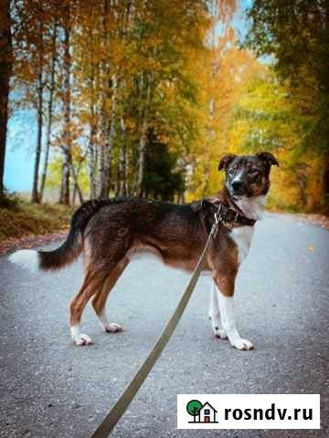 Тод ищет семью Пушкино - изображение 1