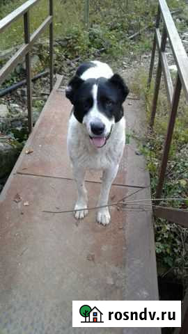 Алабай девочка Сочи - изображение 1