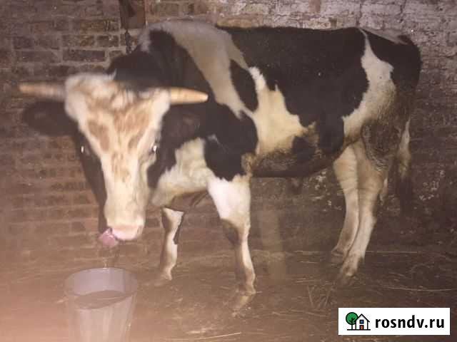 Бык Киреевск - изображение 1