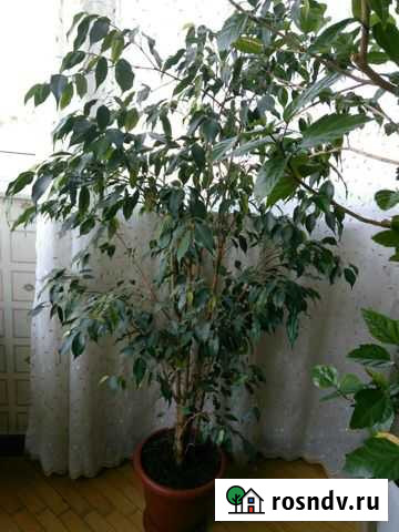 Фикус Бенджамина большой Нальчик - изображение 1