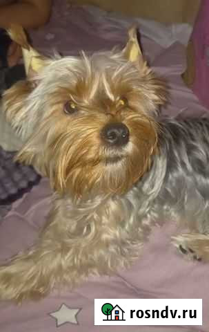 Йоркширский терьер Калининград - изображение 1