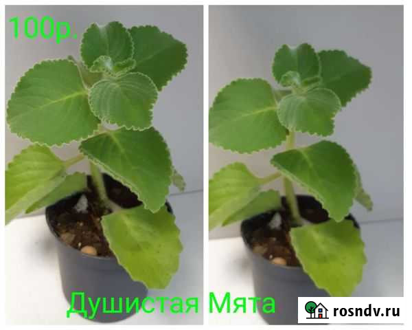 Мята домашняя Биробиджан - изображение 1