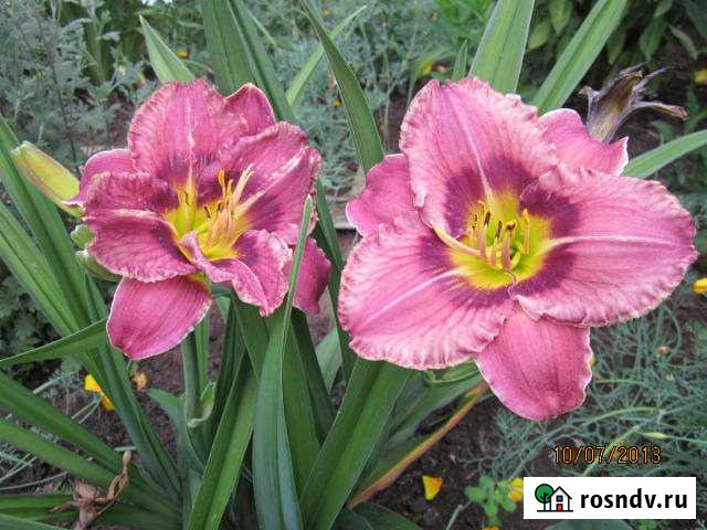 Лилейники Динская - изображение 1