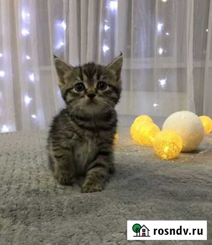 Котята в добрые руки бесплатно Балезино - изображение 1