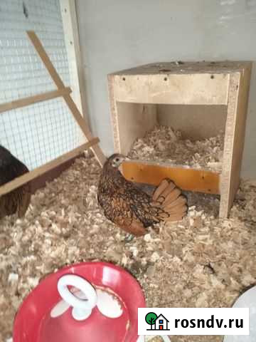 Сибрайт золото/серебро Сальск - изображение 1