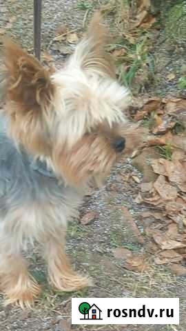 Жених Сафоново - изображение 1