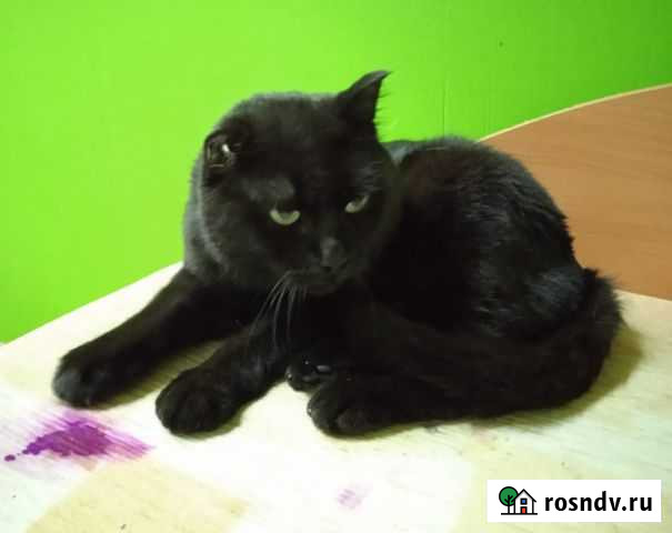 Кот Квант Киров - изображение 1