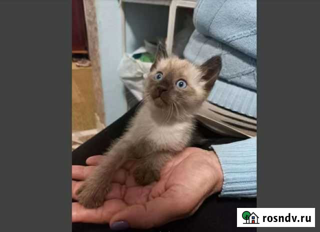 Приму в дар кошку, купиm Магнитогорск - изображение 1