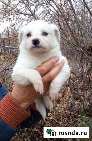 Щенки красивые 1,5 месяца с доставкой Омск - изображение 1