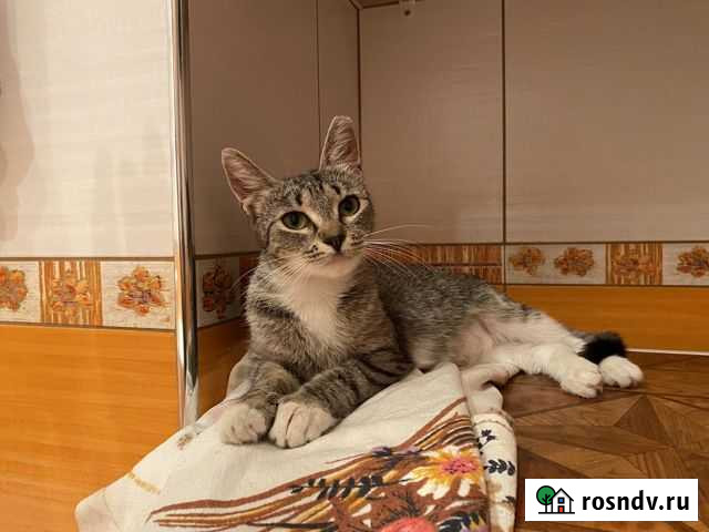 Котенок в добрые руки Санкт-Петербург - изображение 1