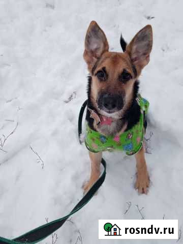 Щенок Самара - изображение 1