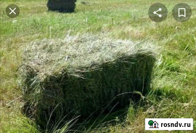 Сено солома Ливны - изображение 1