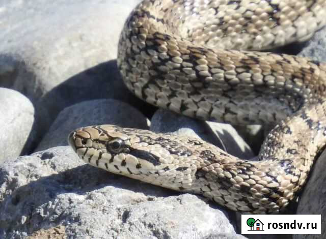 Узорчатый полаз Чита - изображение 1