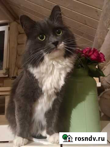 Кот Сергиев Посад - изображение 1