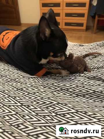 Крыски-для всех Малышей.) икеа.Доставим.) Смоленск - изображение 1