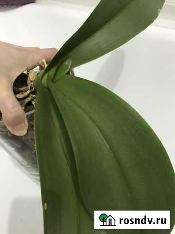 Орхидея фаленопсис Балашиха - изображение 1