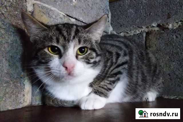 Ласковый кастрированный молодой котик Белгород - изображение 1