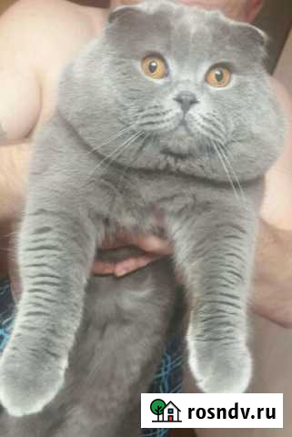 Кот для вязки Химки - изображение 1