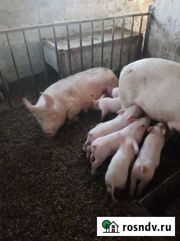 Поросята см-1 Курганинск - изображение 1